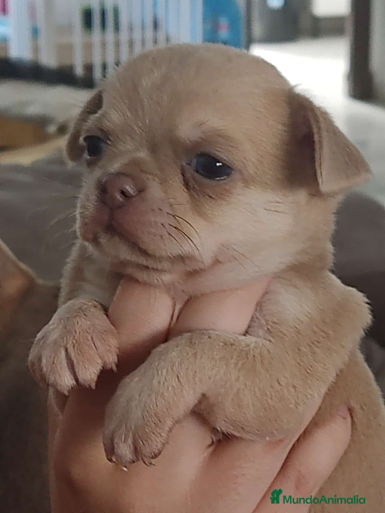 Chihuahua perros en venta: Disponible Chihuahuas Rusos Machos - Anuncio 12