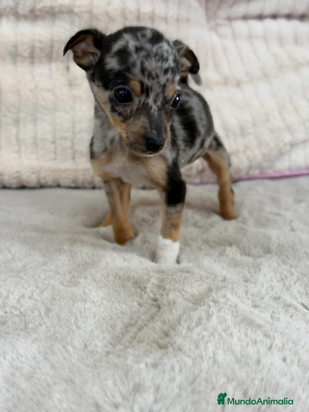 Pinscher Miniatura perros en venta: Pincher miniatura Merke  - Anuncio 6