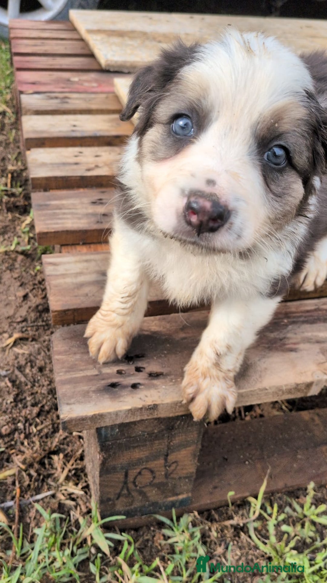 Border Collie perros en venta: BORDER COLLIE  - Anuncio 4