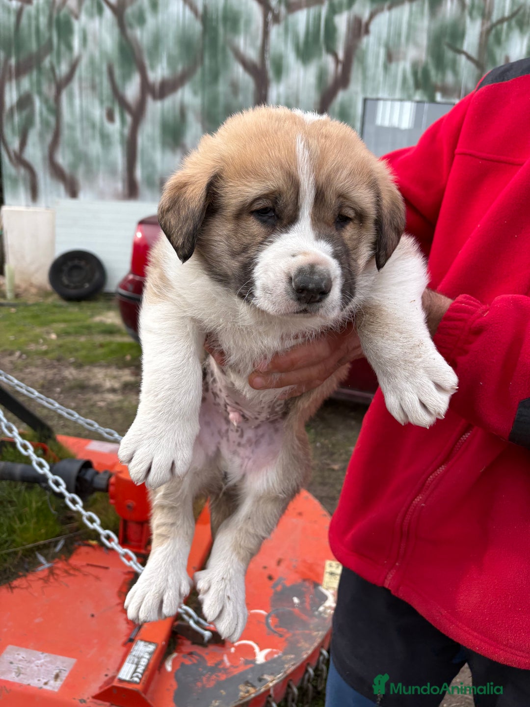 Mastín Español perros en venta: Mastín Español cachorro macho  - Anuncio 9