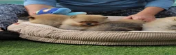 Pomerania perros en venta: Macho y hembra de lulu de pomerania  - Anuncio 2