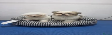 Maltipom 1