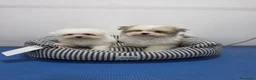 Maltipom perros en venta: Maltipom de excelente calidad  - Anuncio 3