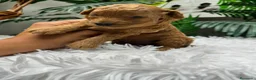 Caniche Enano perros en venta: CANICHE ENANO - Anuncio 5