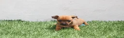 Raza Mixta perros en venta: Minijack  - Anuncio 2