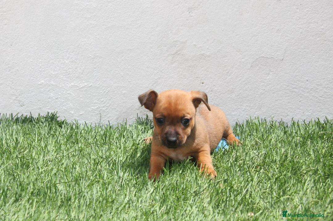 Raza Mixta perros en venta: Minijack  - Anuncio 2