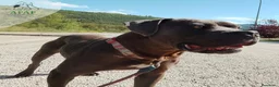 Raza Mixta perros en adopcion: CROQUETO busca hogar - Anuncio 2