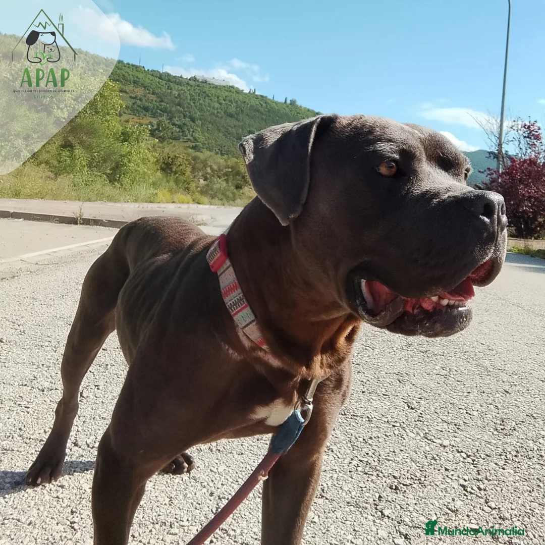 Raza Mixta perros en adopcion: CROQUETO busca hogar - Anuncio 2