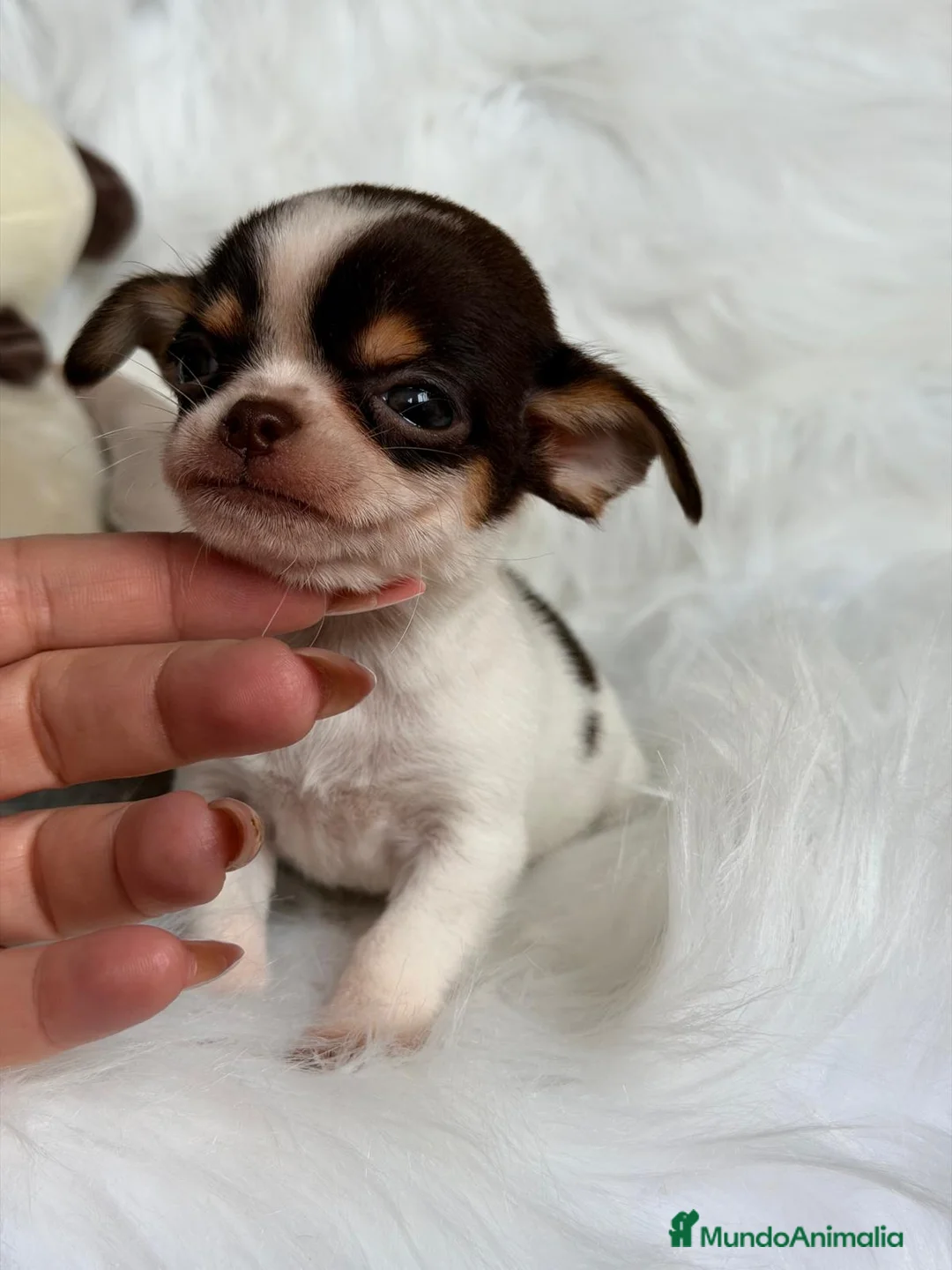 Chihuahua perros en venta: CHIHUAHUA TRICOLOR MACHO  - Anuncio 1