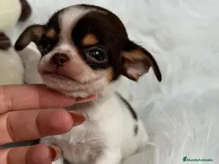 Chihuahua perros CHIHUAHUA TRICOLOR MACHO - Anuncio 1