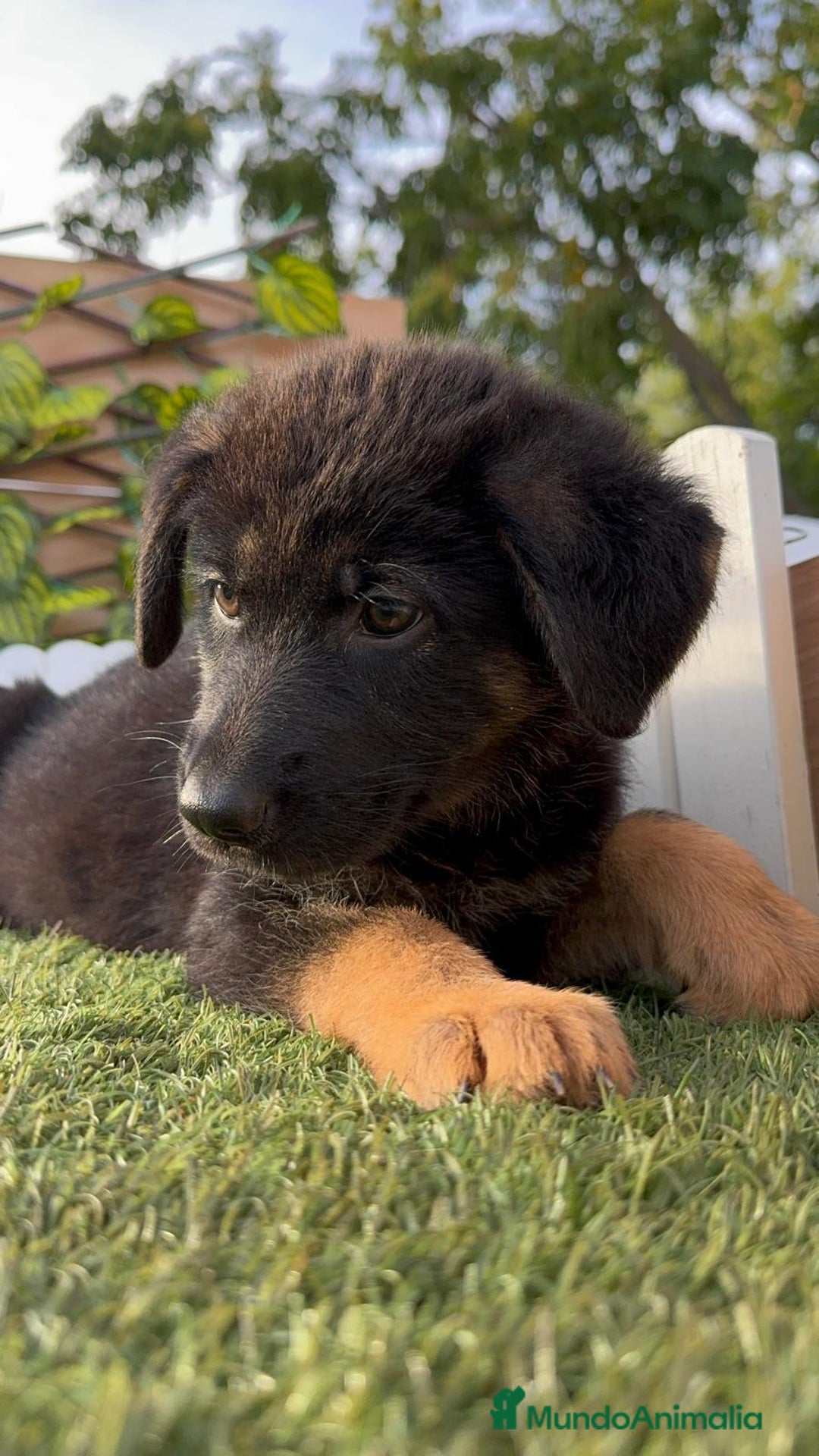 Pastor Alemán perros en venta: PASTOR ALEMAN HEMBRA - Imagen 11