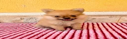 Pomerania perros en venta: Pomerania  - Anuncio 7