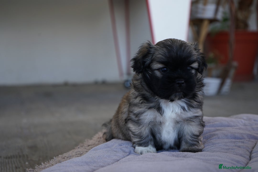 Maltipoo perros en venta: 🐾 Maxi y Boom – Maltipoo marrones con encanto ☕ - Imagen 3