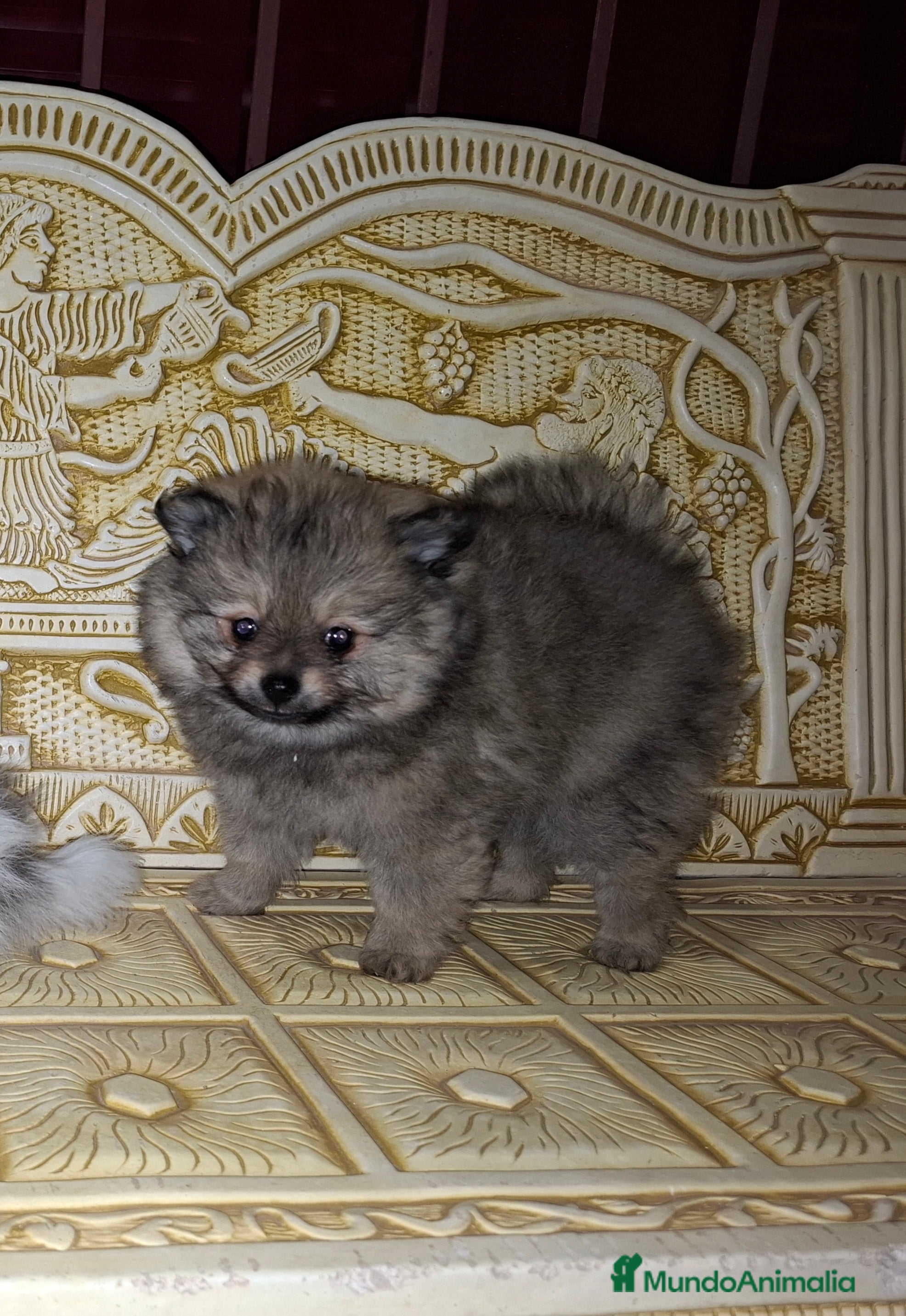 Pomerania perros Lulu de pomerania  - Anuncio 32