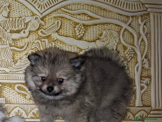 Pomerania perros Lulu de pomerania - Anuncio 1