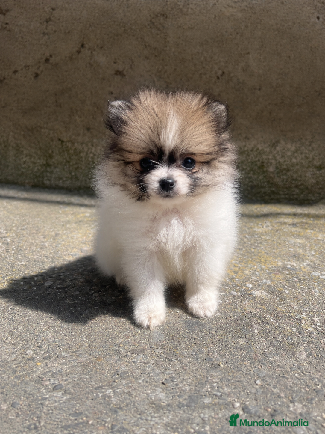 Pomerania perros Pomerania mini particolor hembra 500 gramos - Anuncio 14