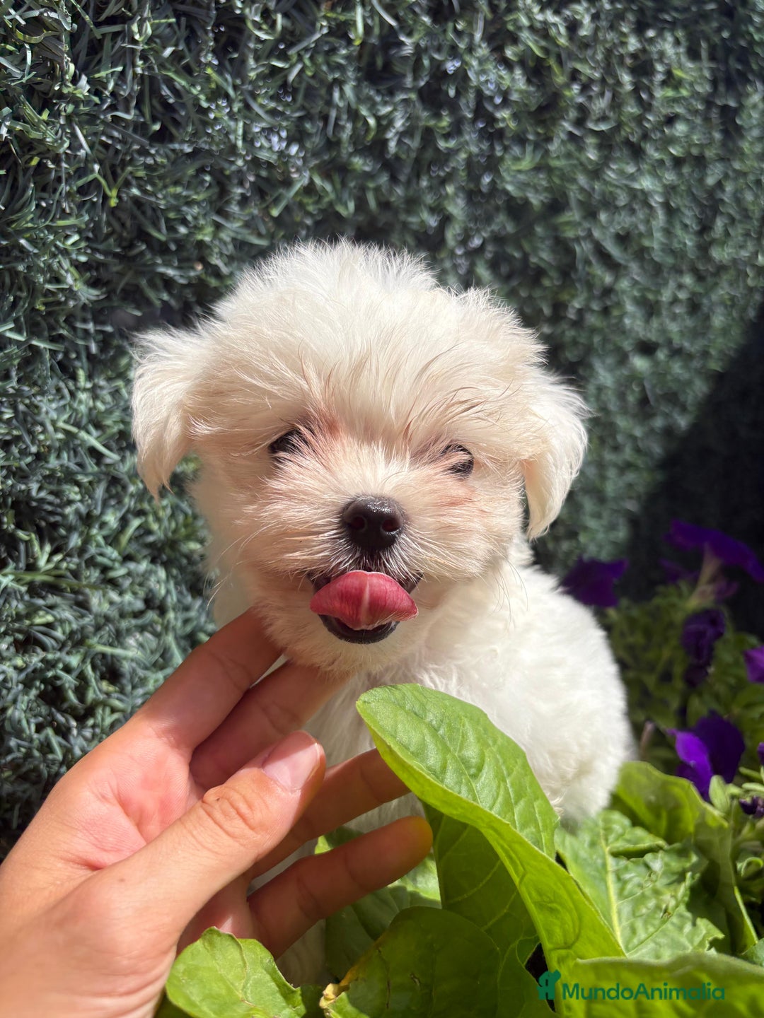 Bichón Maltés perros en venta: BICHÓN MALTÉS  - Imagen 6
