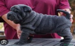Shar Pei perros en venta: Minipeis americanos exóticos blues - Imagen 1