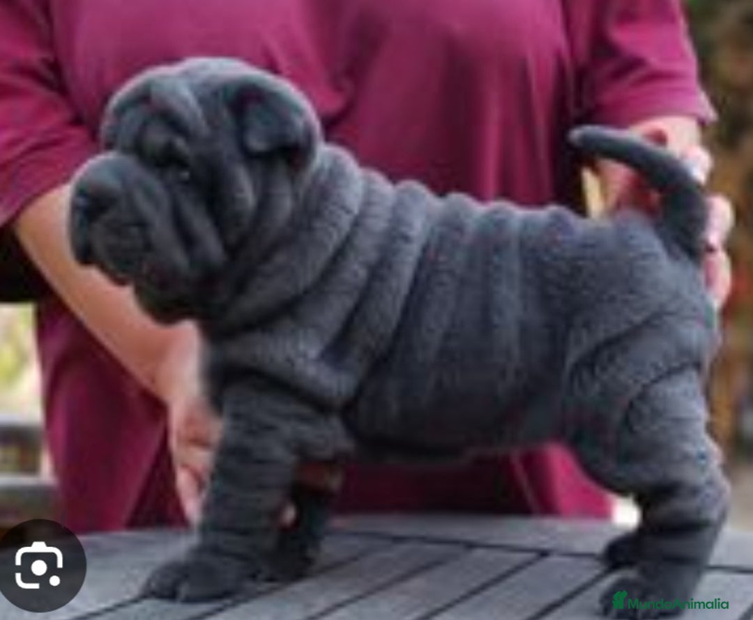Shar Pei perros en venta: Minipeis americanos exóticos blues - Imagen 1