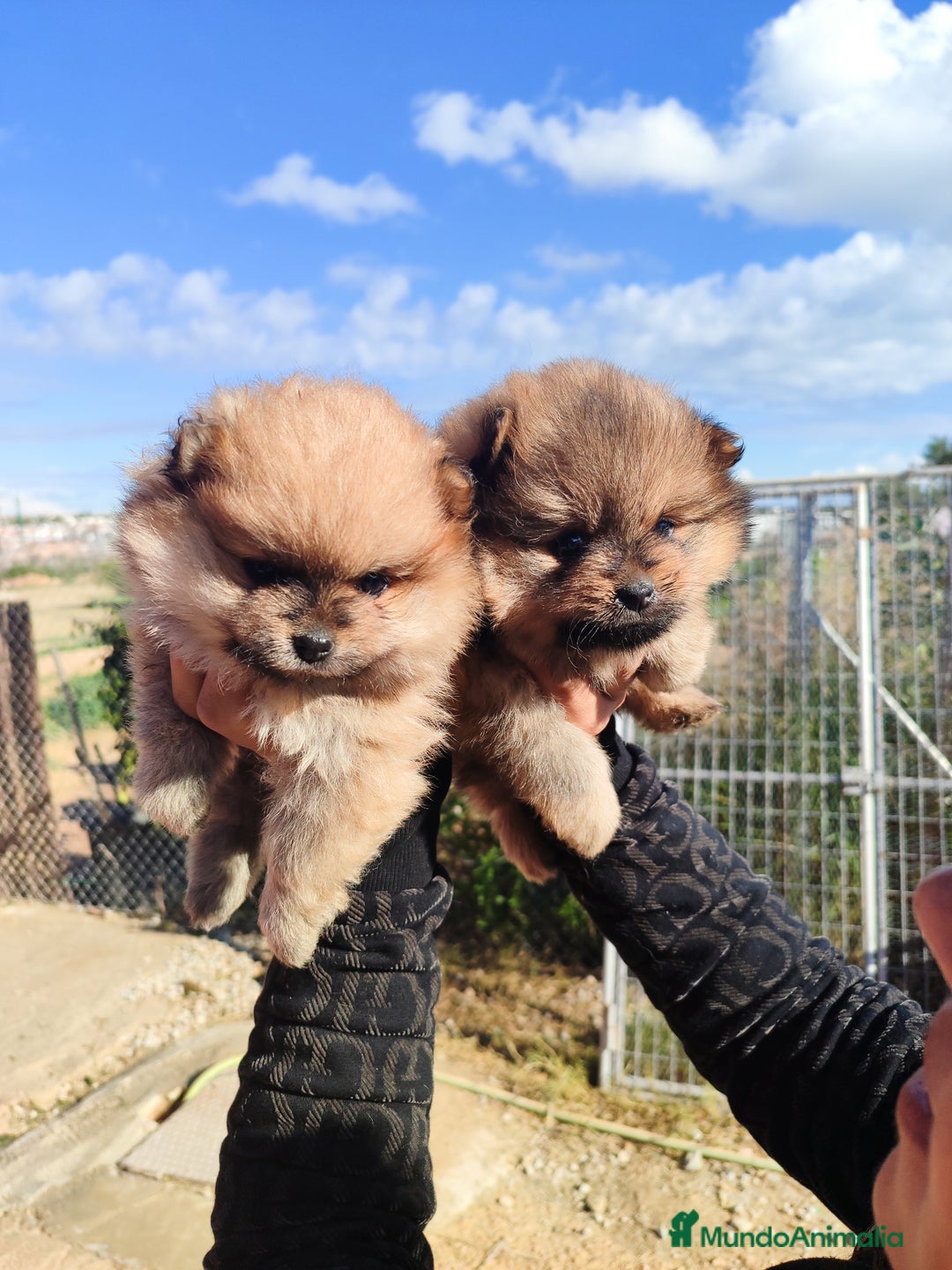 Pomerania perros en venta: Lulú de pomerania precio real - Anuncio 7