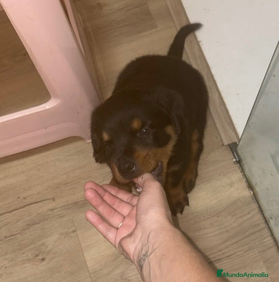 Rottweiler perros Rottweiler hembra disponible🐶 - Anuncio 2