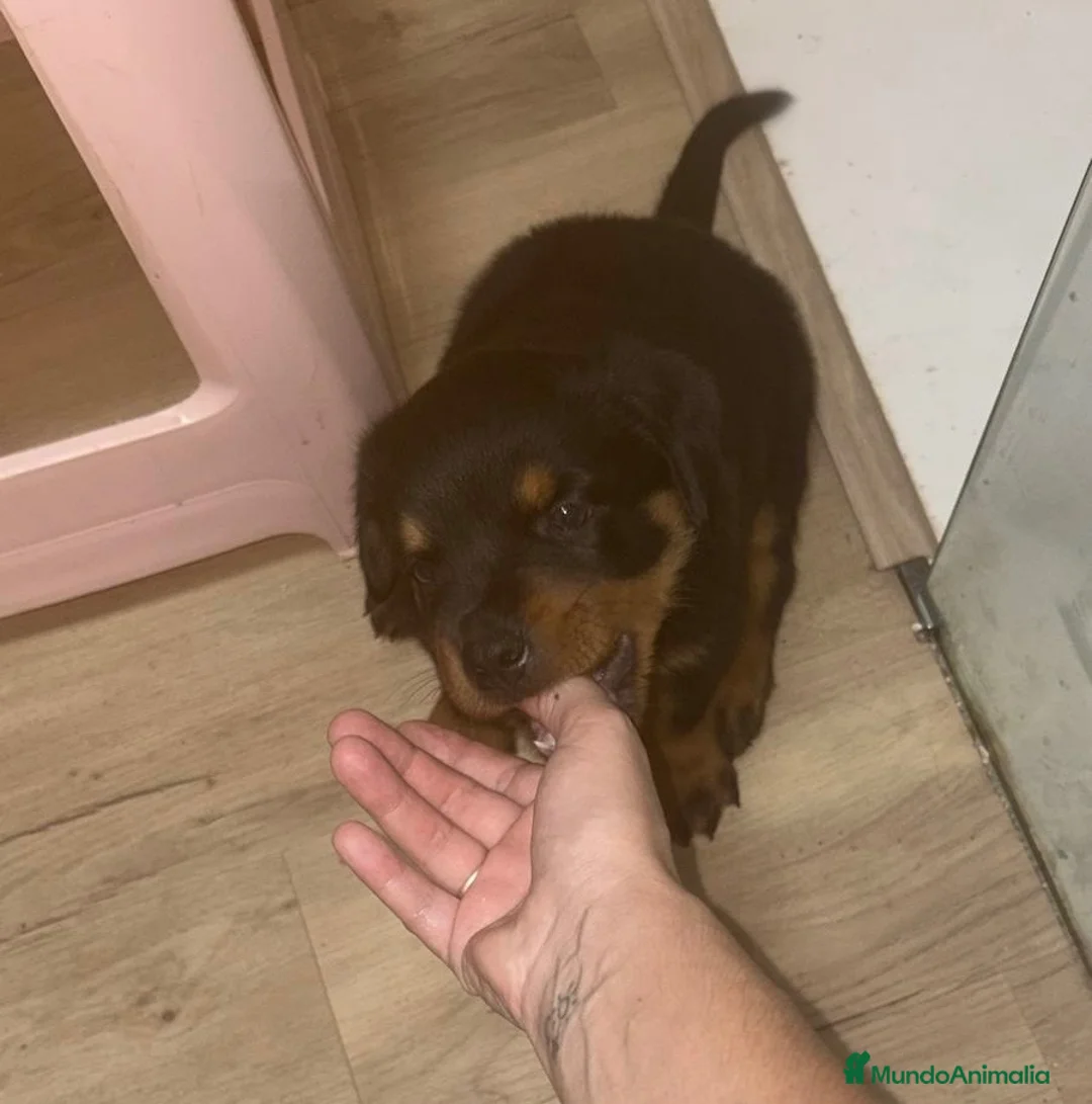Rottweiler perros en venta: Rottweiler hembra disponible🐶 - Anuncio 1