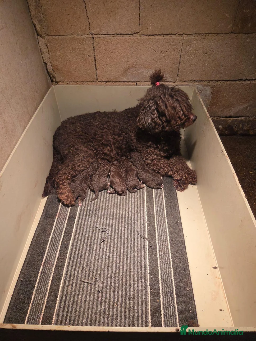 Perro de Agua Español perros en venta: Perros de agua chocolate en Madrid - Anuncio 5