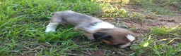 Perro Crestado Chino perros en venta: Crestados Chinos sin pelo. - Anuncio 7