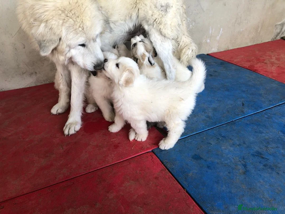 Imagen de galería {{count}}