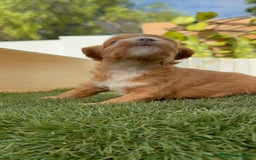 Maltipoo perros en venta: MALTIPOO - Imagen 18