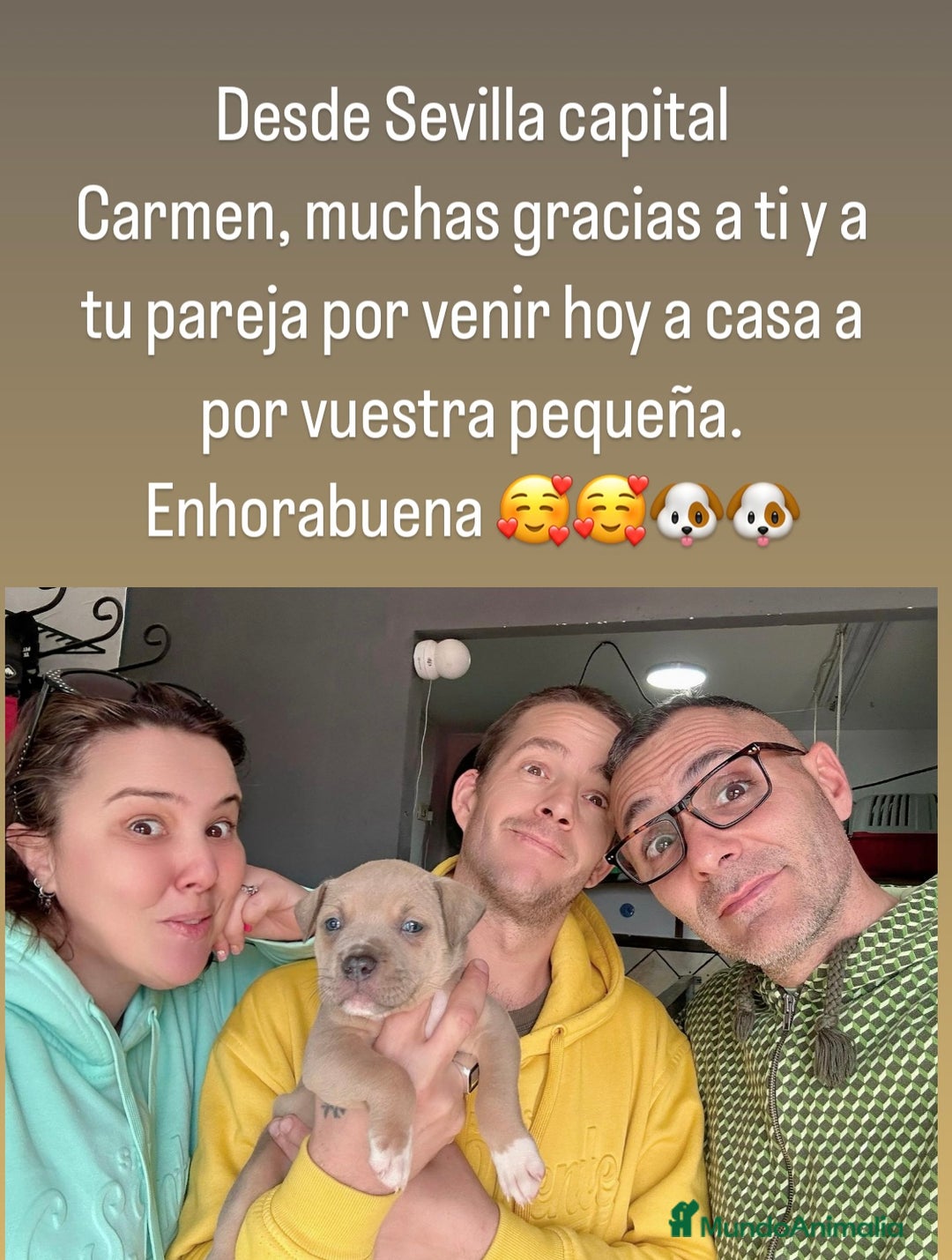 American Staffordshire-Terrier perros en venta: American Stanford, mis pequeños - Imagen 10