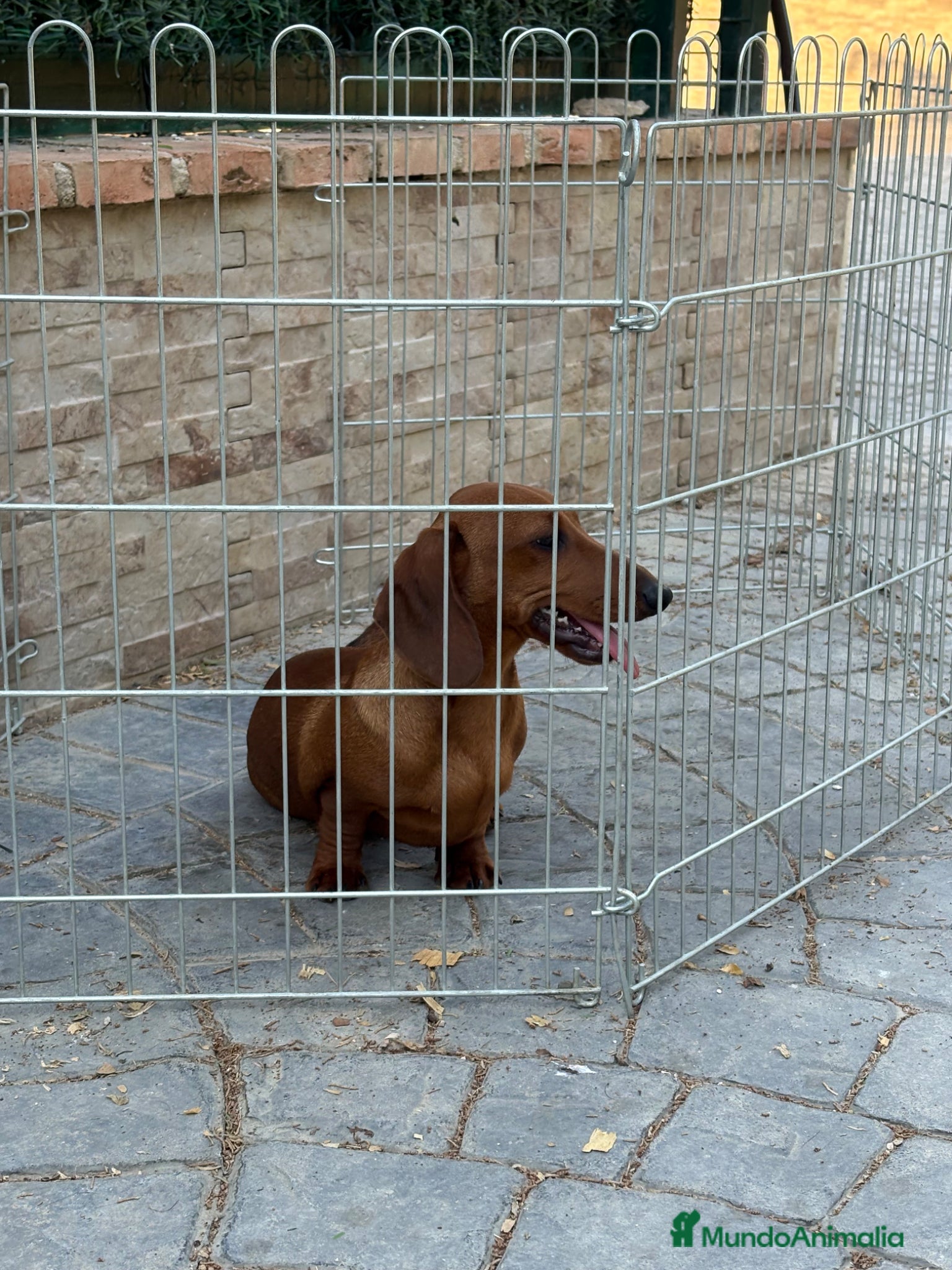 Teckel Miniatura perros Cachorro teckel - Anuncio 2