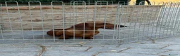 Teckel Miniatura perros en venta: Cachorro teckel - Anuncio 1