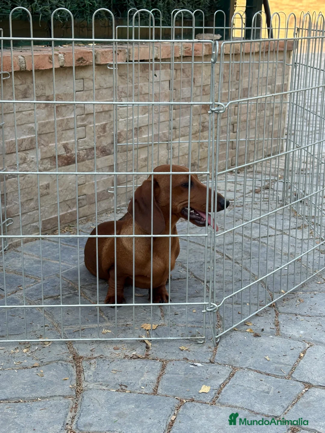 Teckel Miniatura perros en venta: Cachorro teckel - Anuncio 1