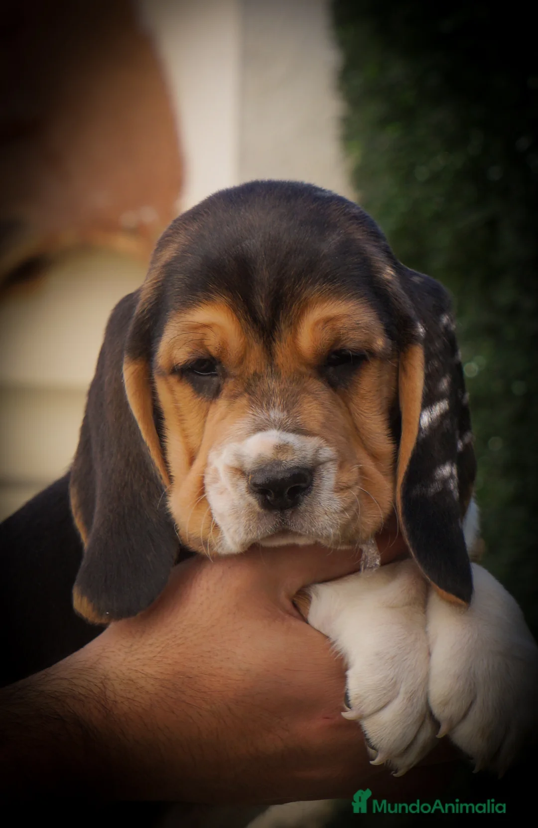 Imagen de galería {{count}}