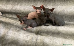 Sphynx gatos en venta: SPHYNX - Imagen 4