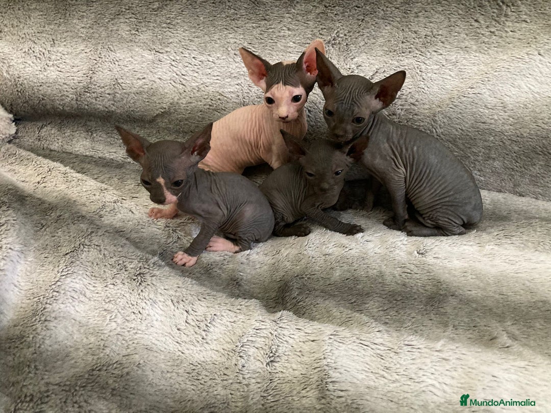 Sphynx gatos en venta: SPHYNX - Imagen 4