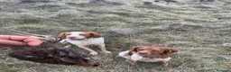 Épagneul Breton perros en venta: Epagneul bretón  - Anuncio 7