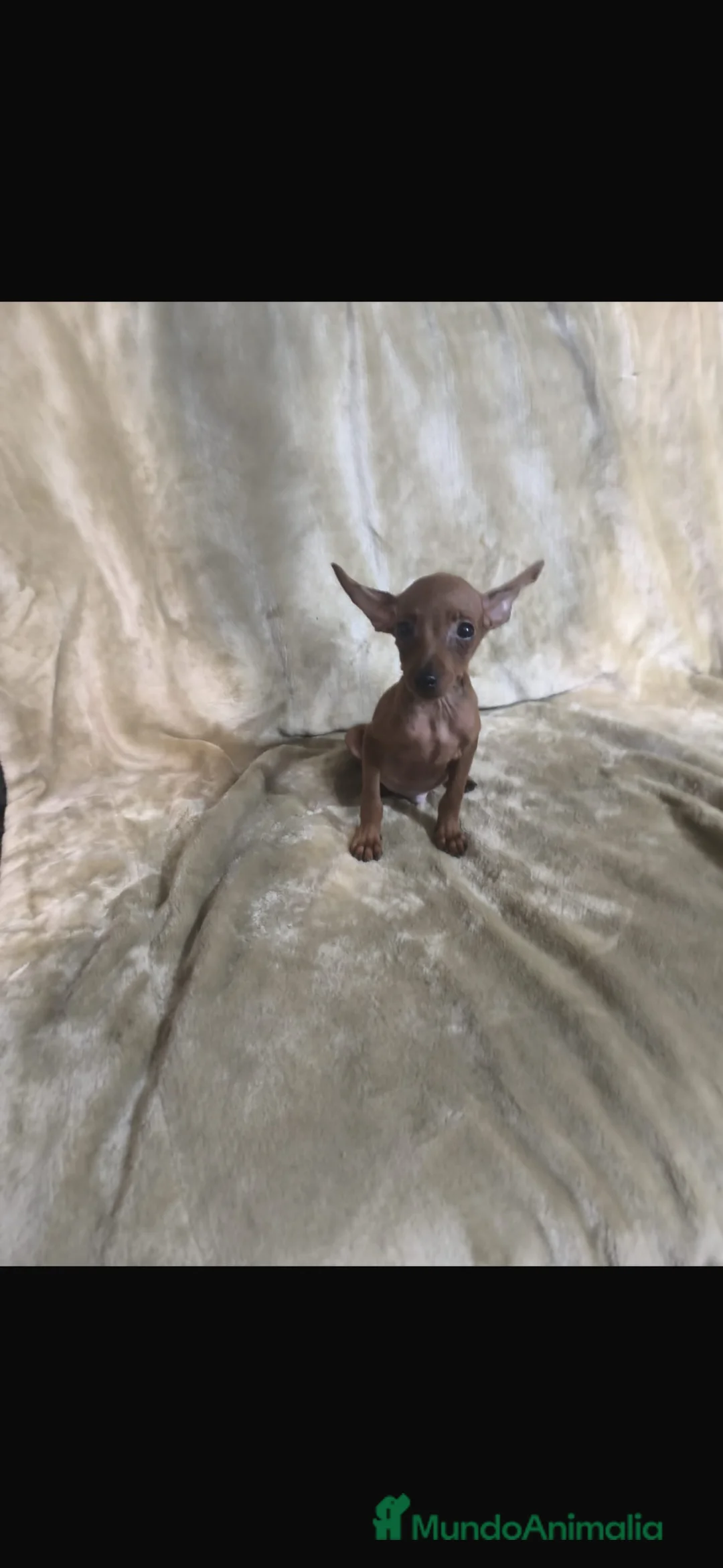 Pinscher Miniatura perros en venta: Preciosos pinscher miniatura rojos🐶🐾🔥 - Anuncio 5