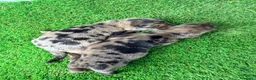 Teckel Miniatura perros en venta: TECKELS MINIATURA  - Anuncio 7