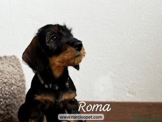 Teckel Miniatura perros en Ciudad Real - Anuncio 31