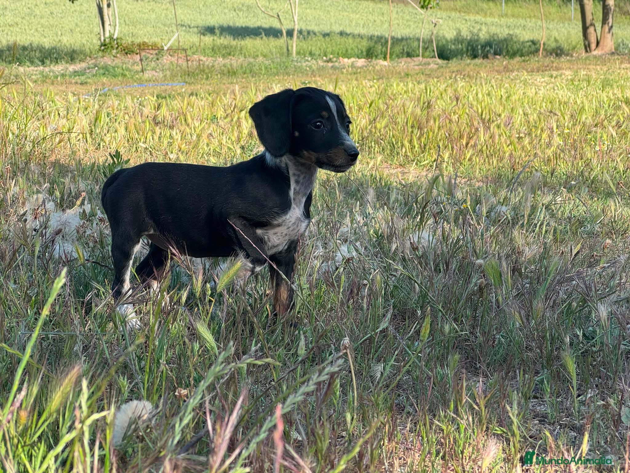 Raza Mixta perros Perro de caza raza Tobías (conejero) - Anuncio 1