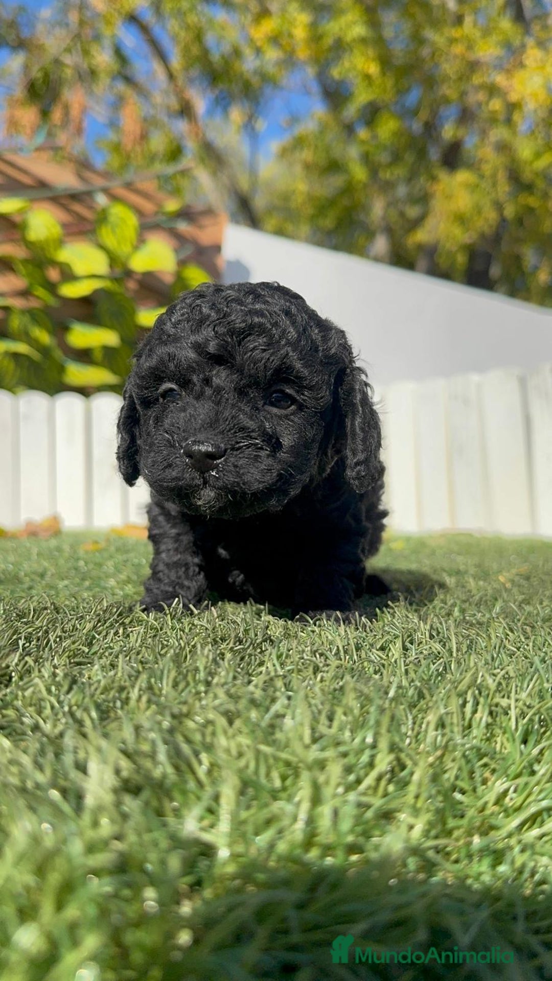 Caniche Toy perros en venta: CANICHE TOY HEMBRA - Anuncio 13