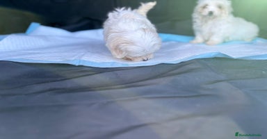 Bichón Maltés perros - Anuncio 8