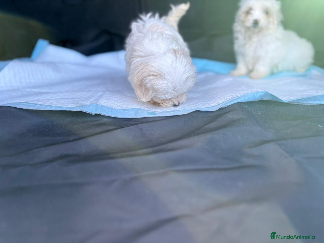 Bichón Maltés perros en venta: Bichon maltés toy  - Imagen 3