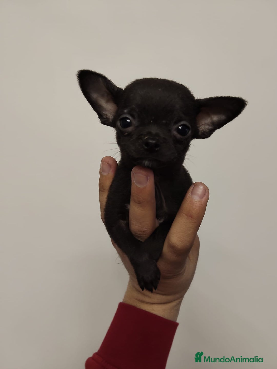 Chihuahua perros en venta: Chihuahua 🖤 - Anuncio 5