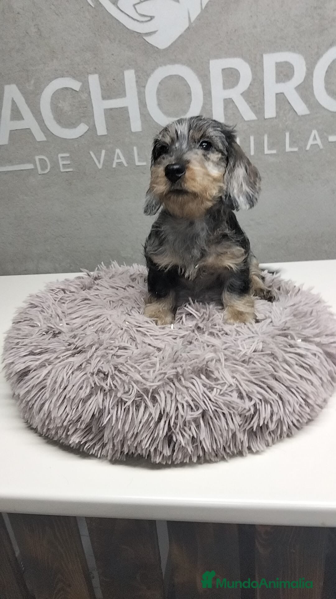 Teckel perros en venta: Teckel pelo duro Arlequin  - Anuncio 1