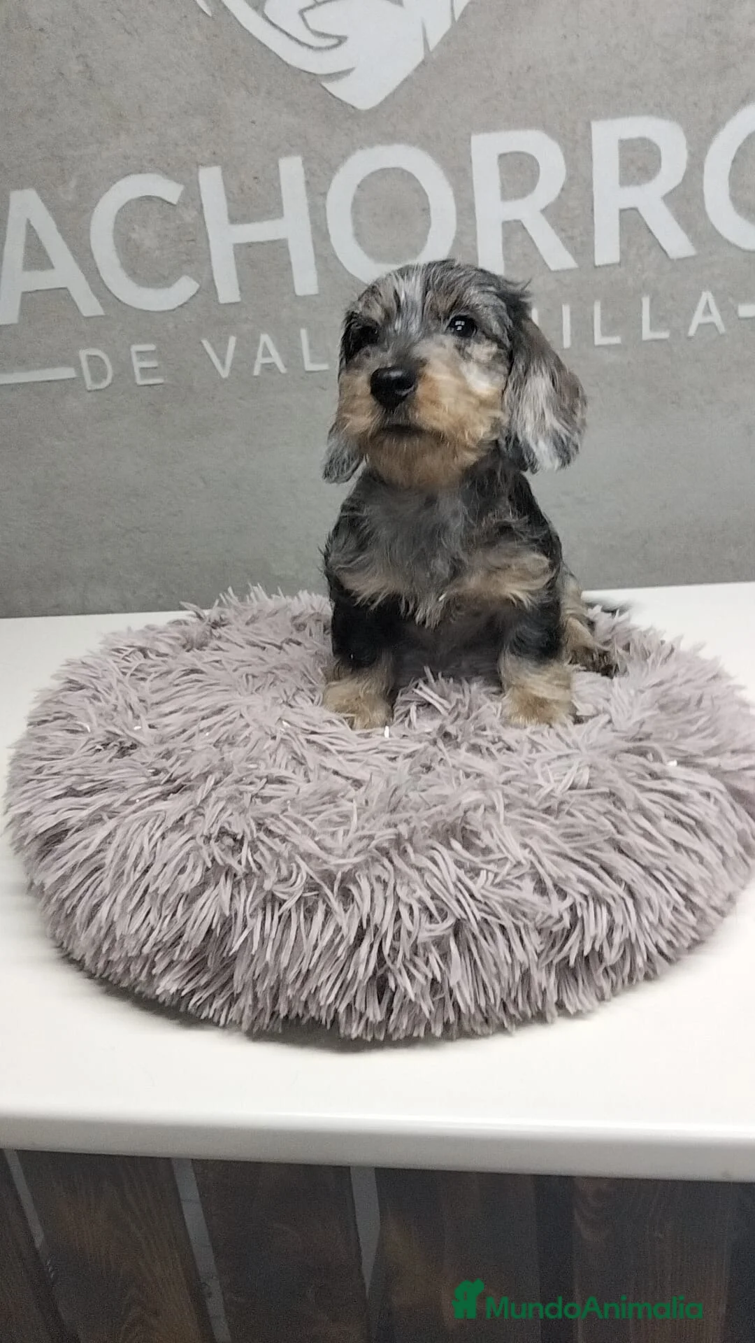 Teckel perros en venta: Teckel pelo duro Arlequin  - Anuncio 1