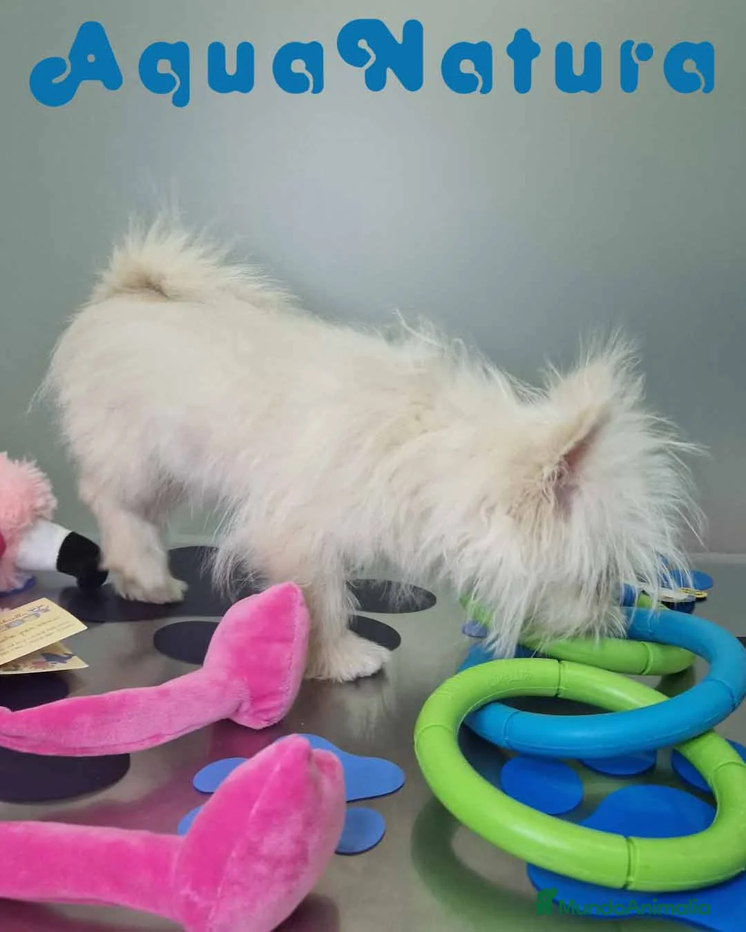 Raza Mixta perros en venta: Havapom Macho 4562 AQUANATURA - Anuncio 7