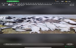 Dálmata perros en venta: Dalmata  - Anuncio 4